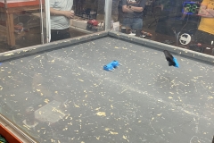 IMG_6355